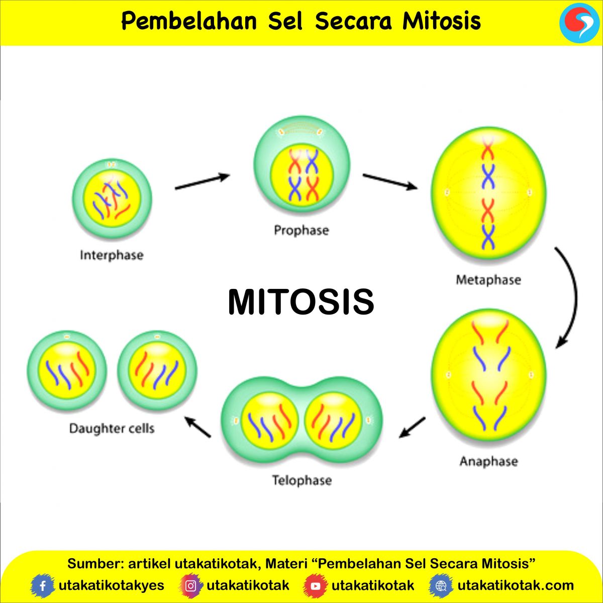 Pembelahan Sel Secara Mitosis